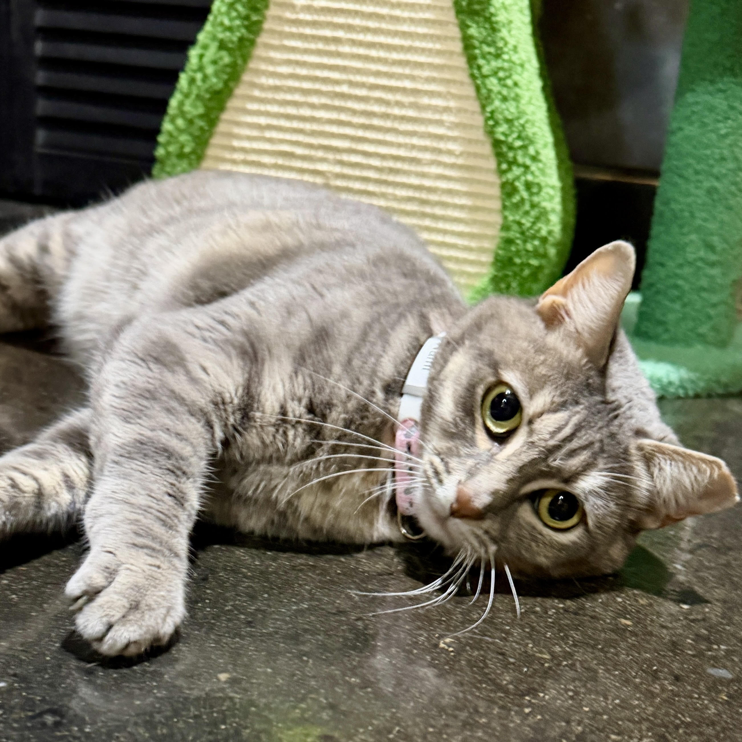 One of the many cute cats of the café. 