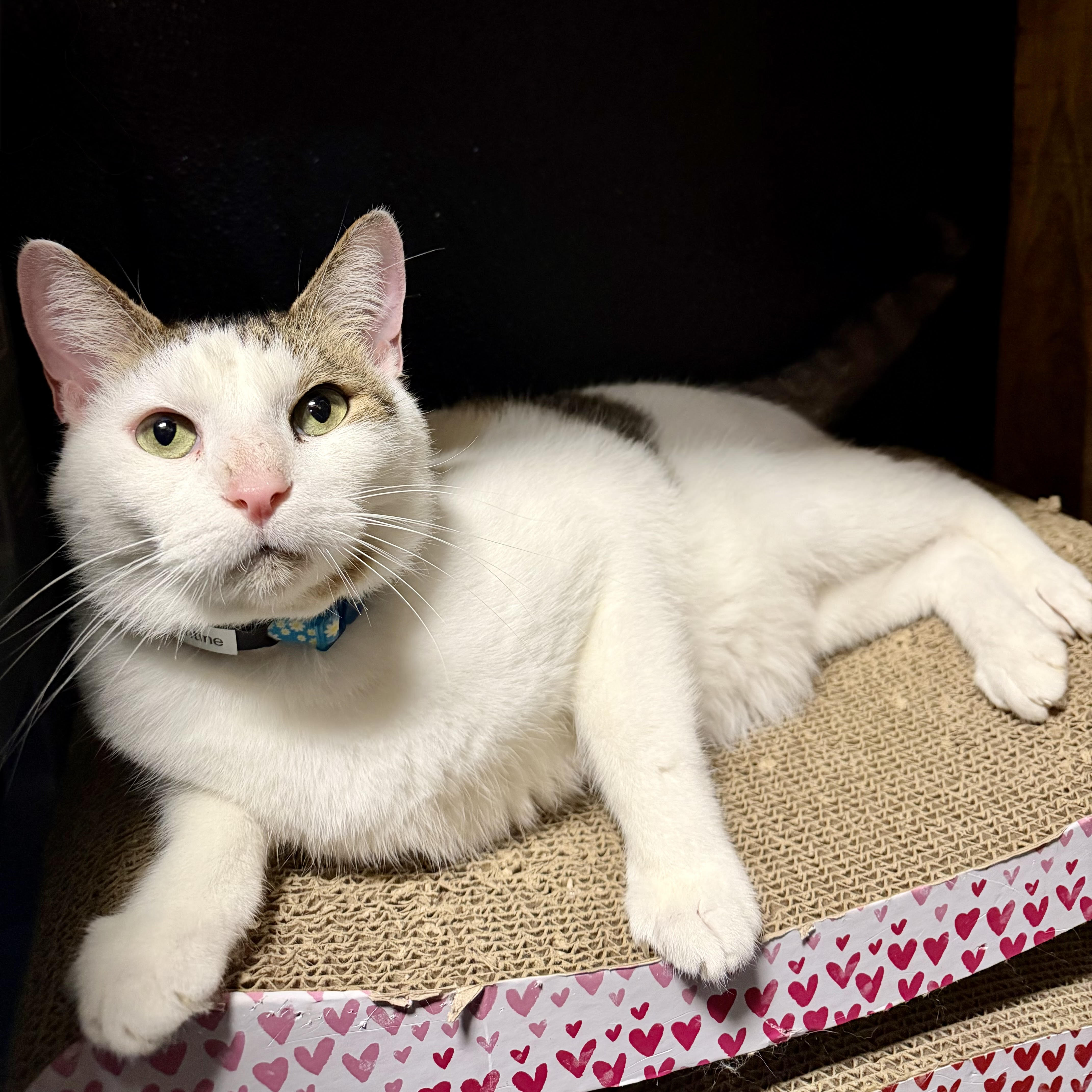 One of the many cute cats of the café. 