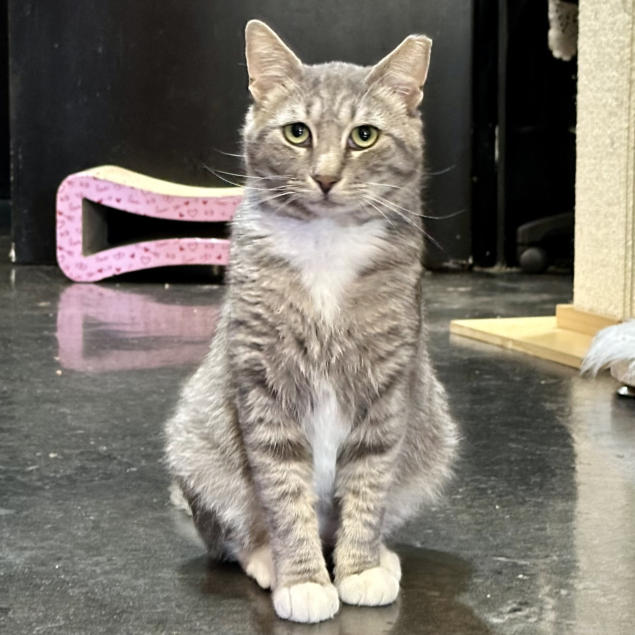 One of the many cute cats of the café. 