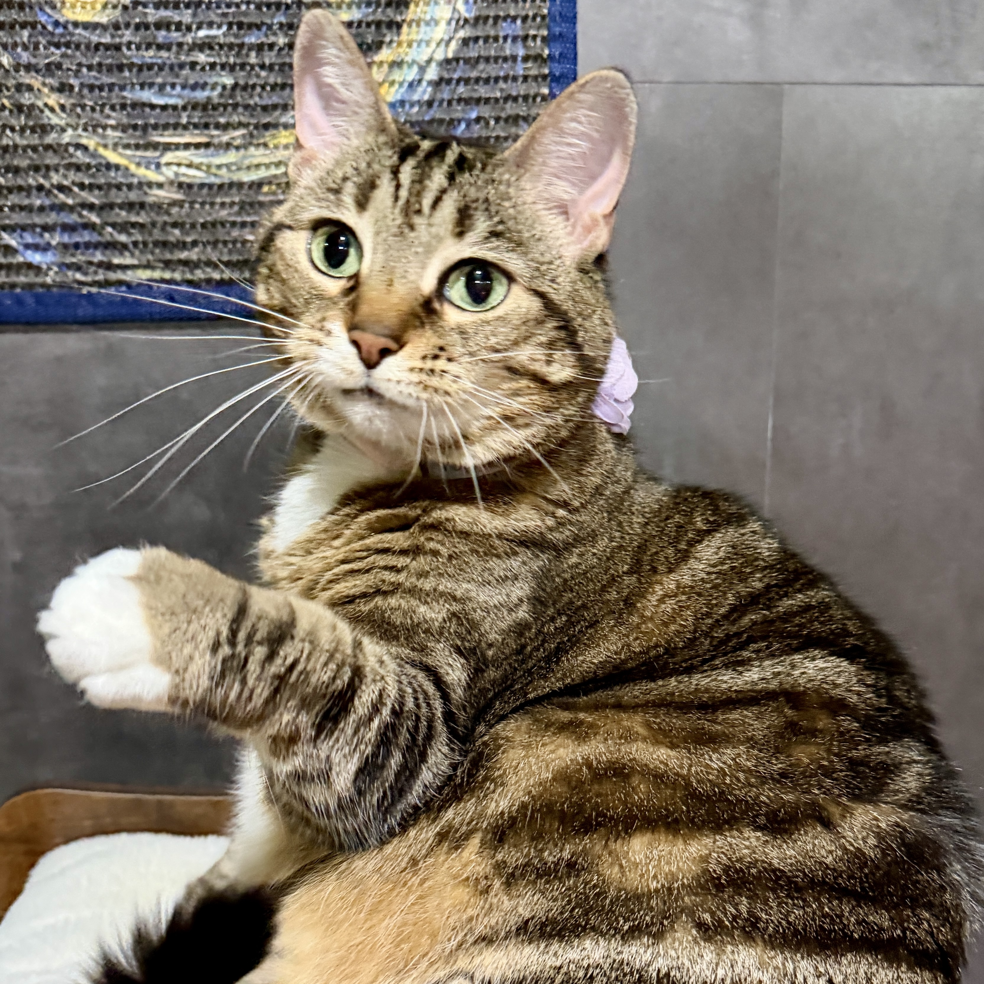 One of the many cute cats of the café. 