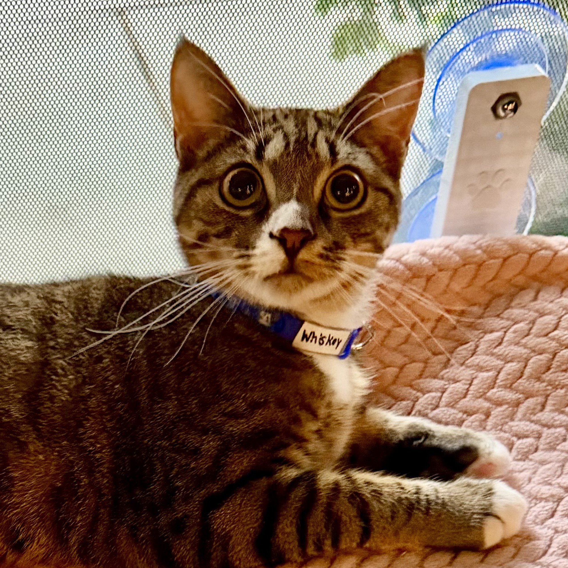 One of the many cute cats of the café. 