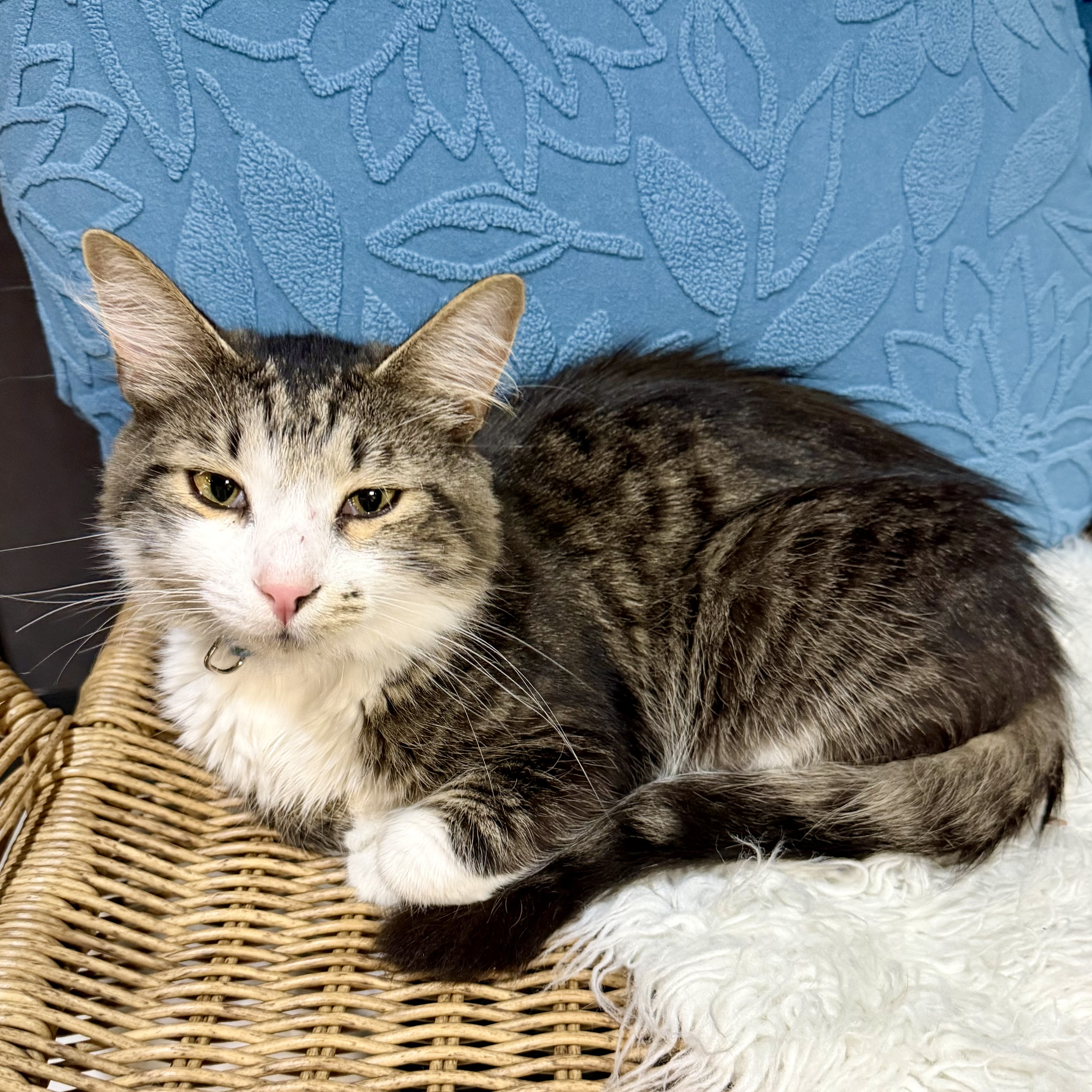 One of the many cute cats of the café. 