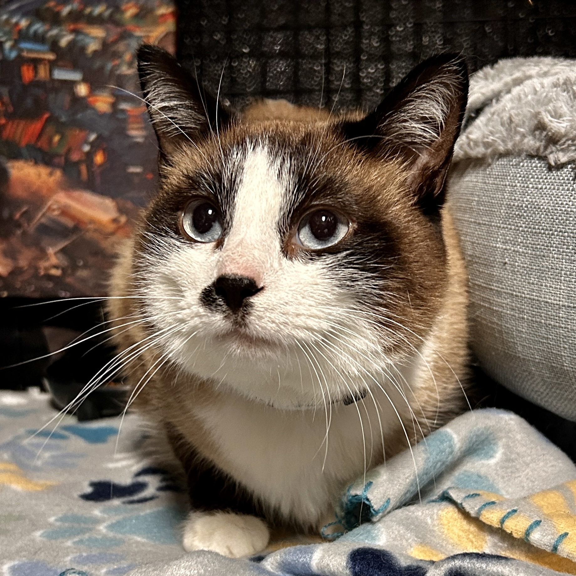 One of the many cute cats of the café. 