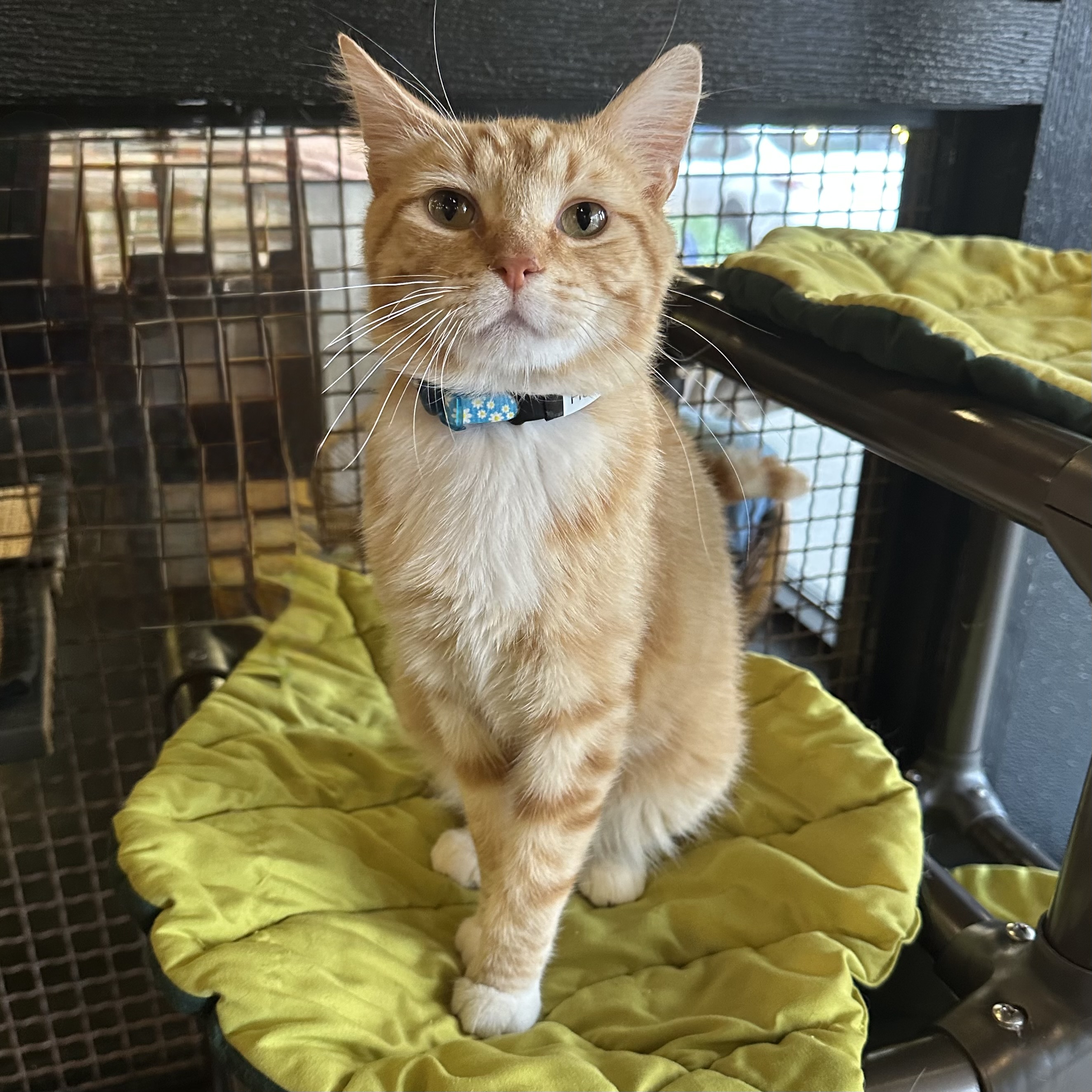 One of the many cute cats of the café. 