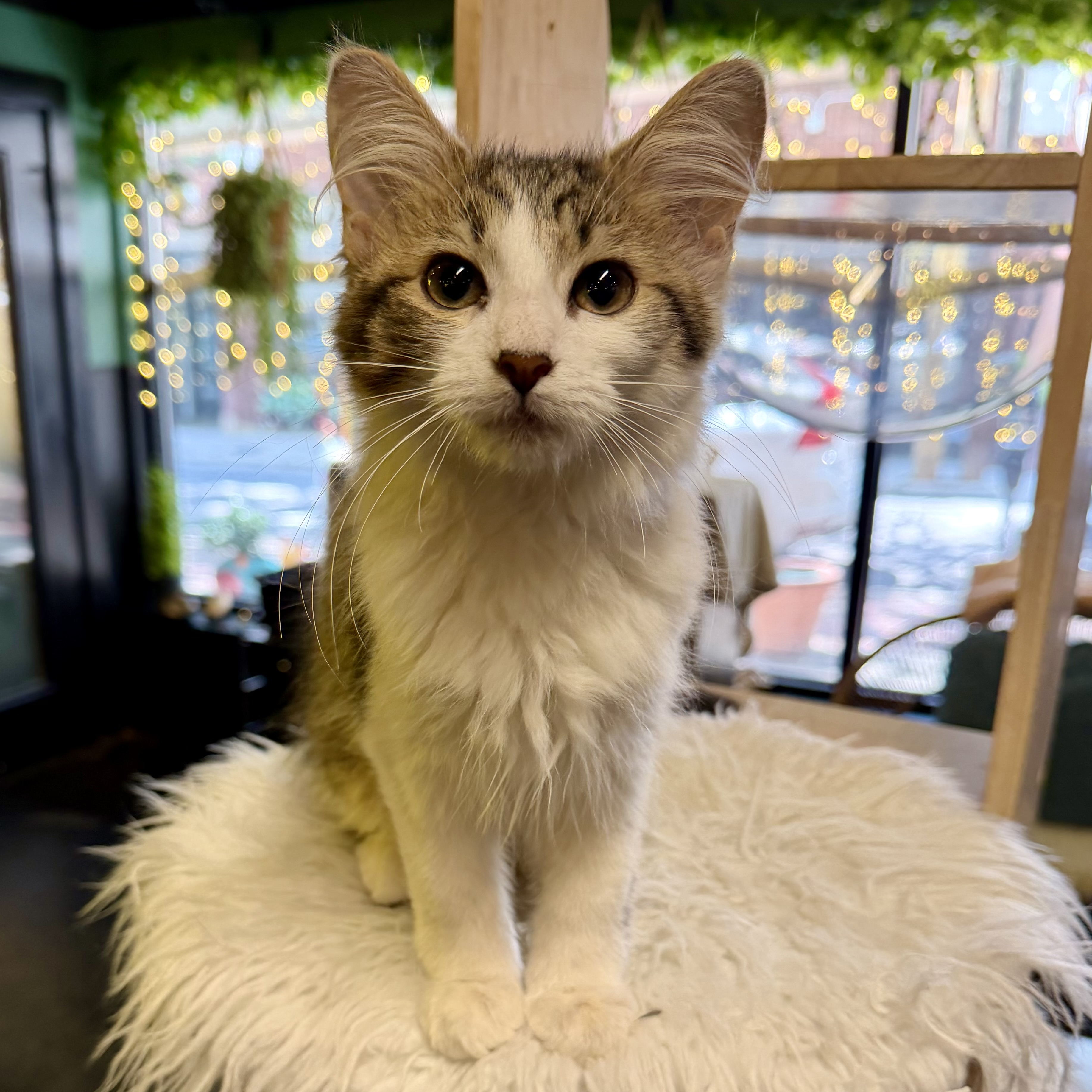 One of the many cute cats of the café. 