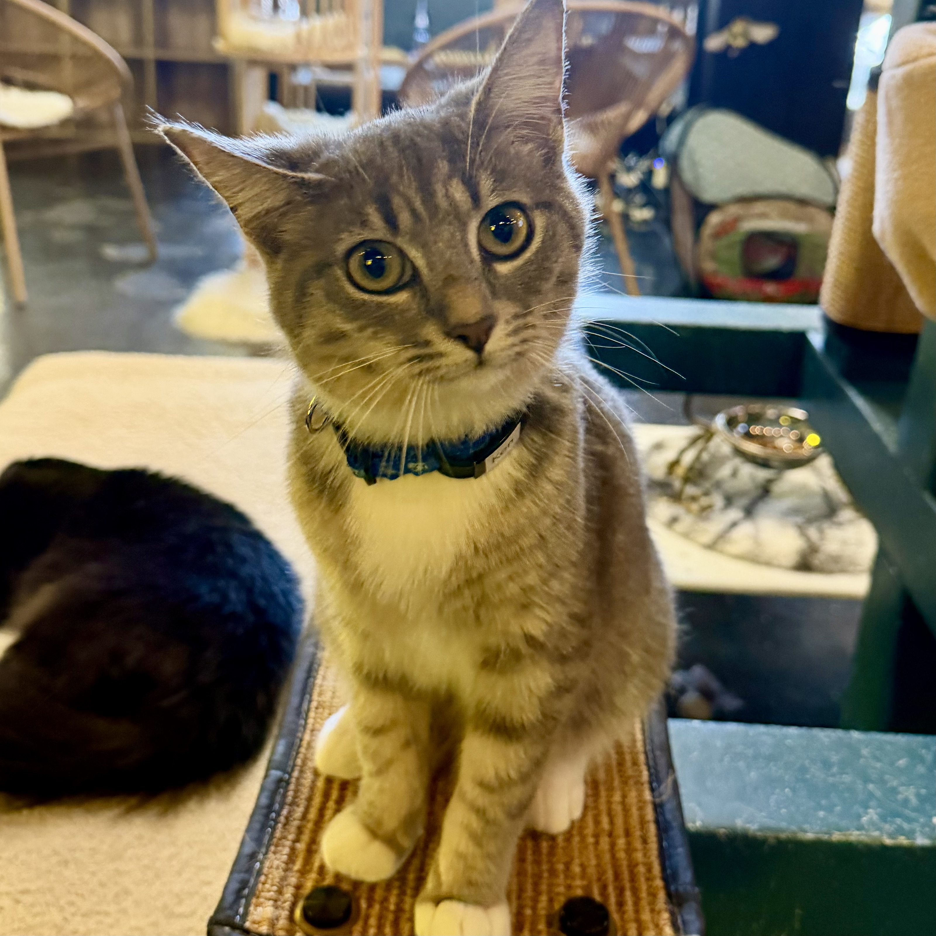 One of the many cute cats of the café. 
