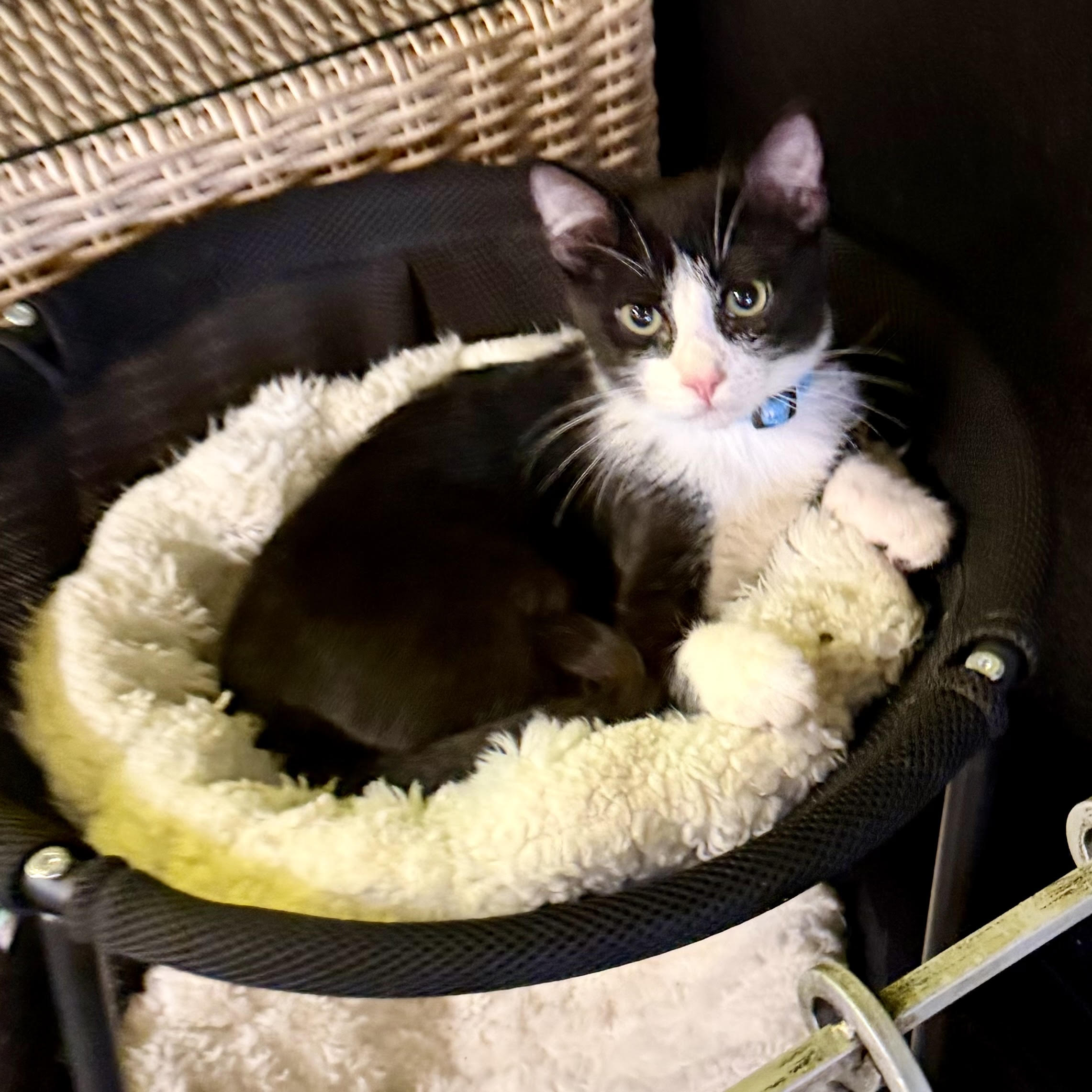 One of the many cute cats of the café. 