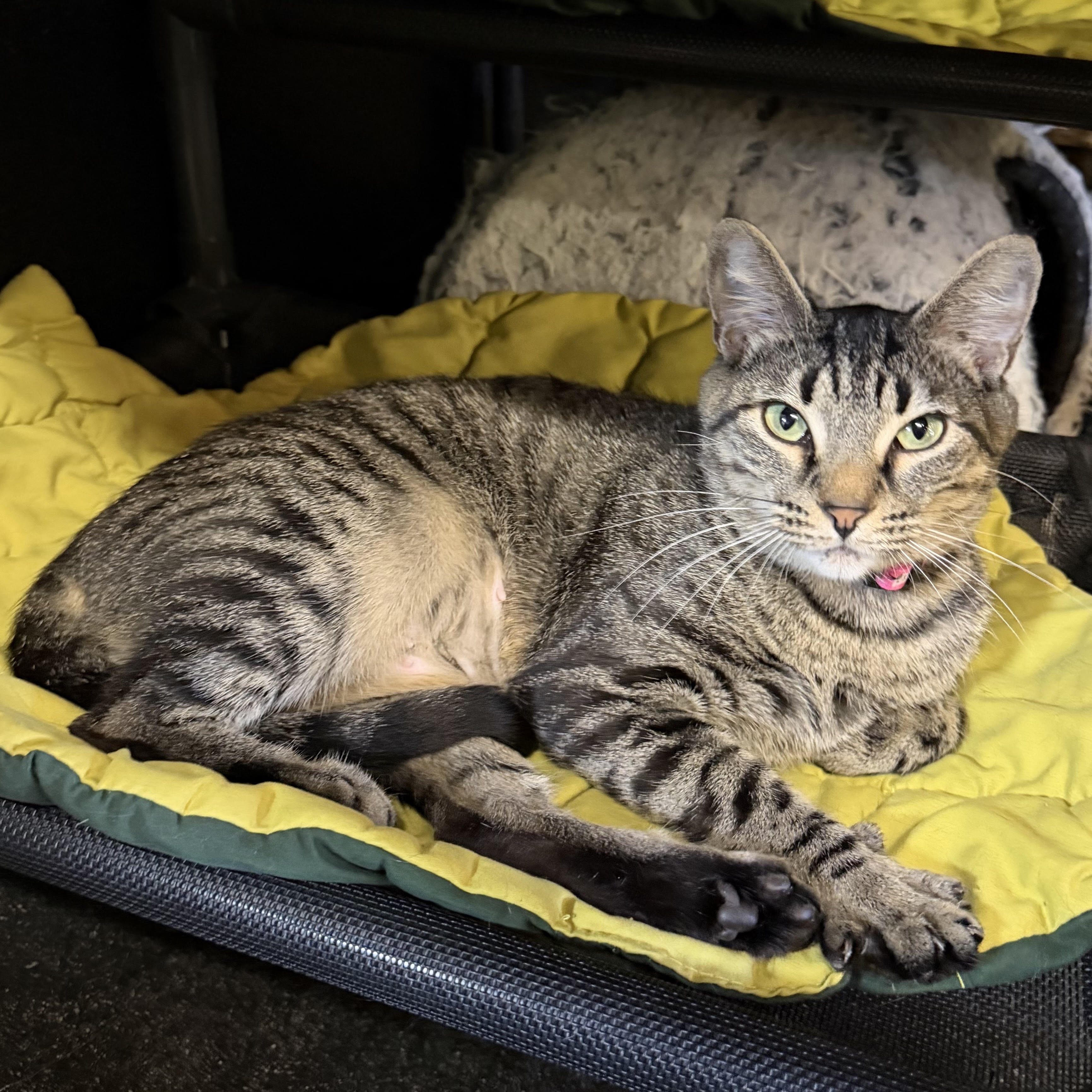 One of the many cute cats of the café. 