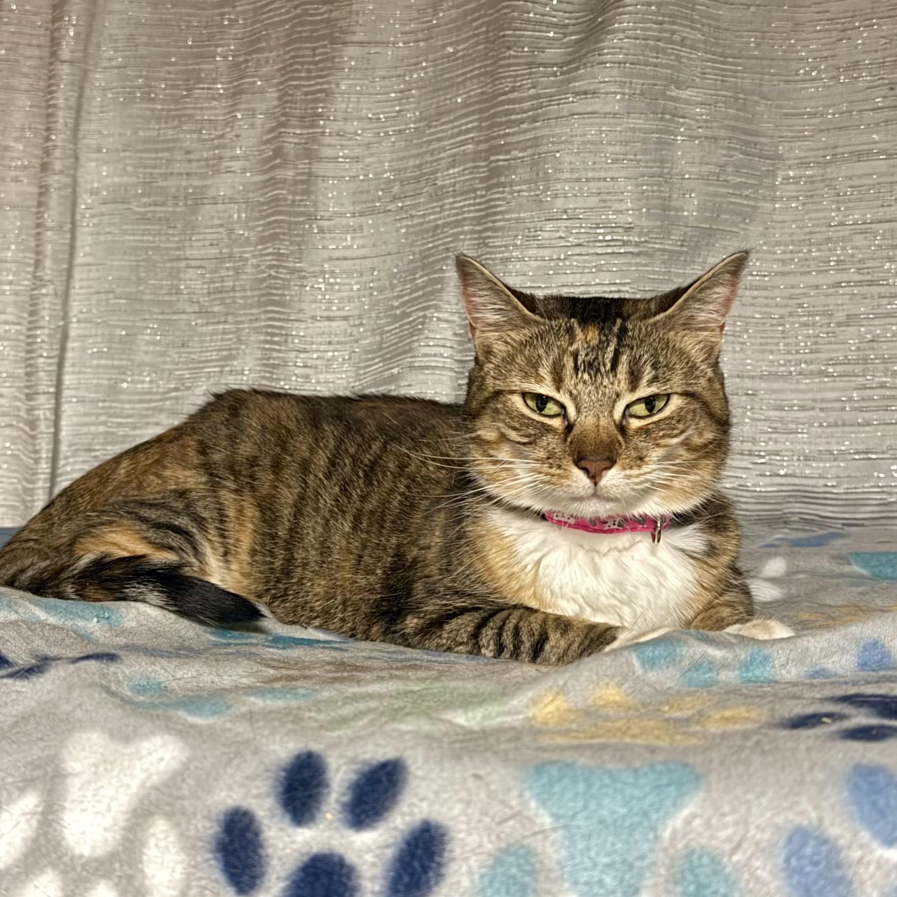 One of the many cute cats of the café. 