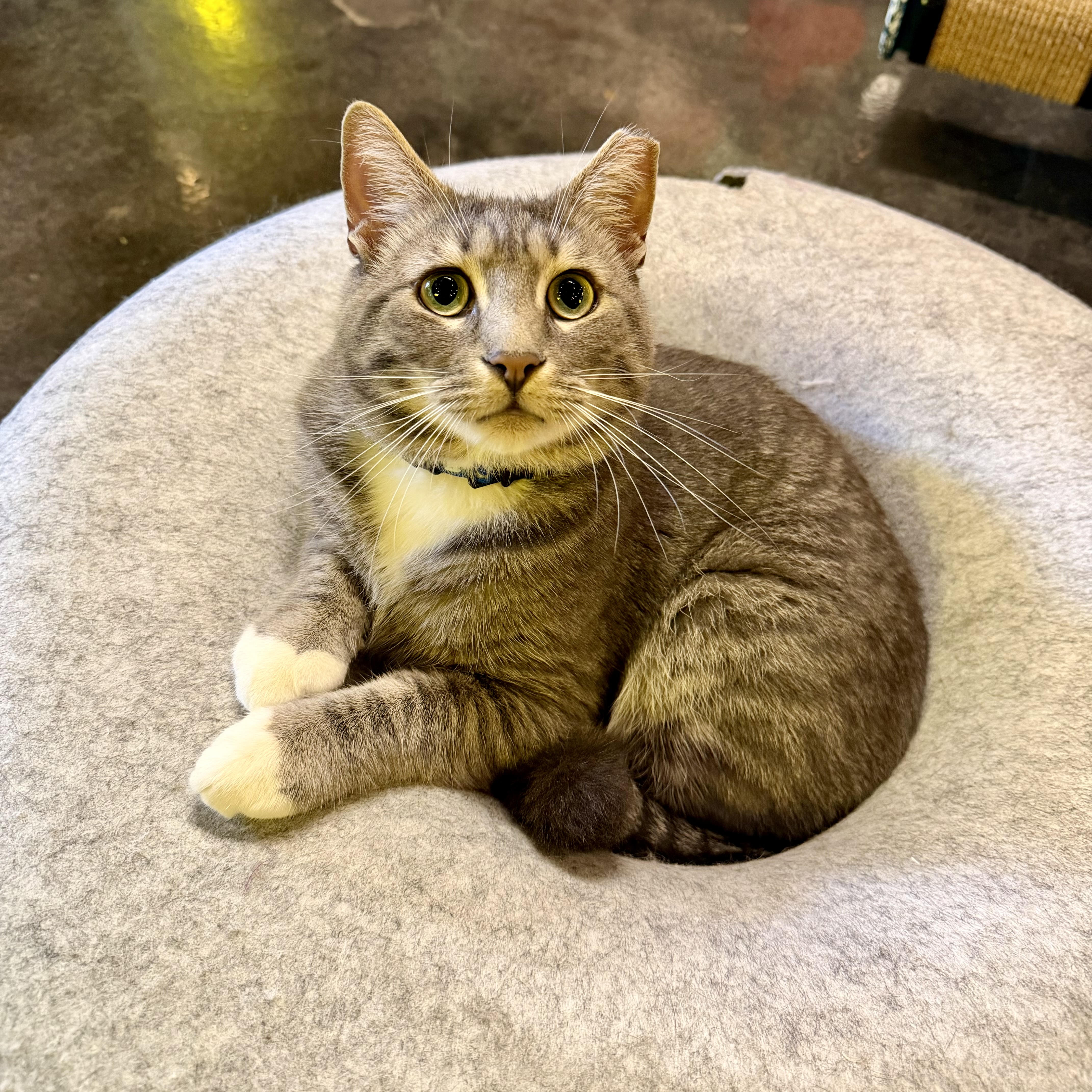 One of the many cute cats of the café. 