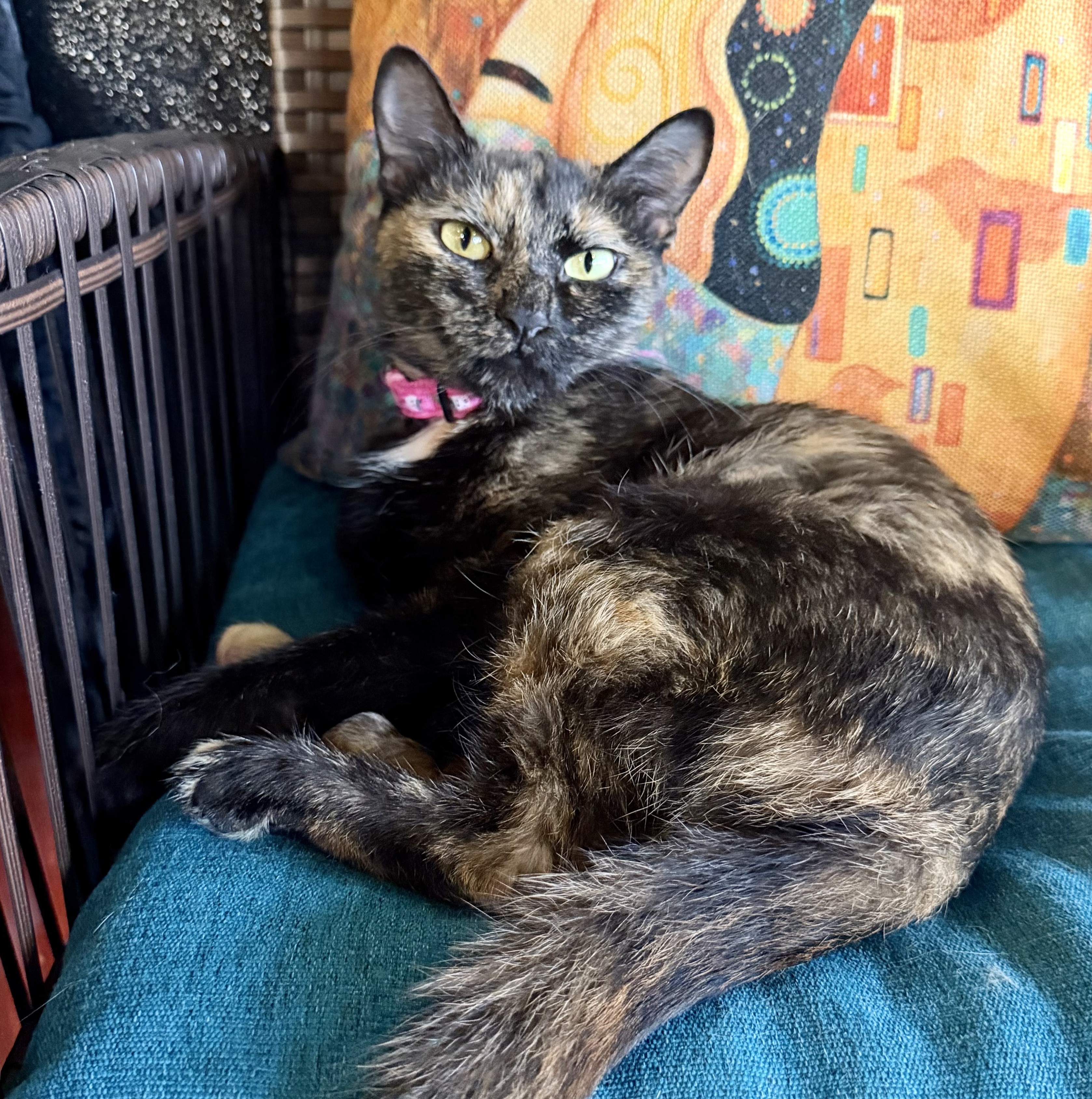 One of the many cute cats of the café. 