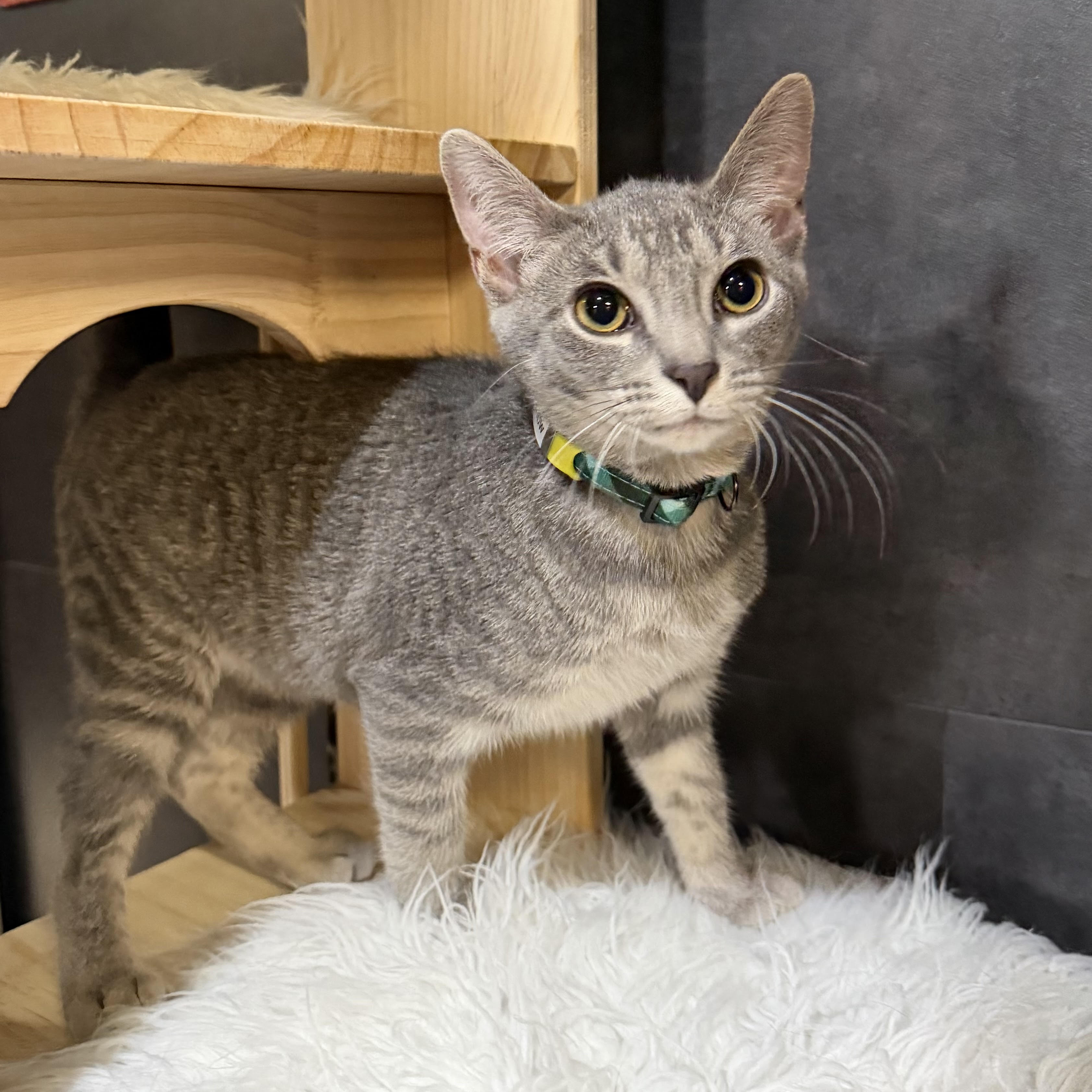 One of the many cute cats of the café. 