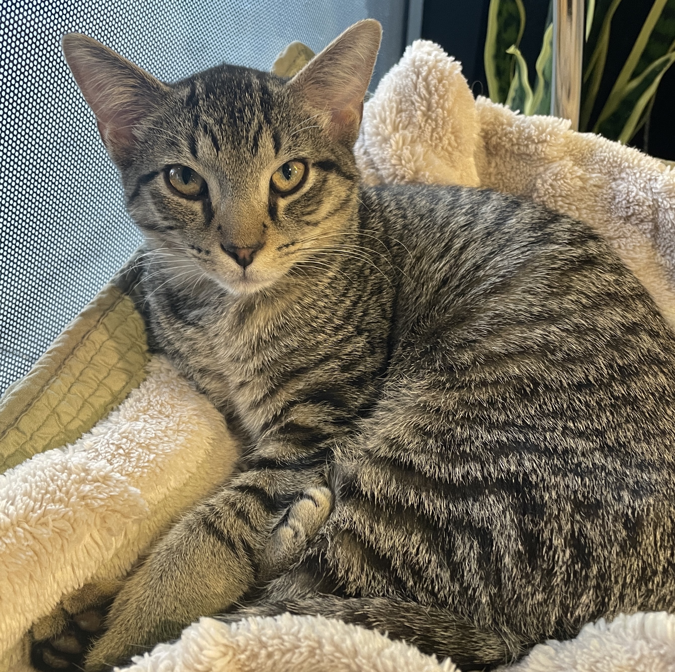 One of the many cute cats of the café. 