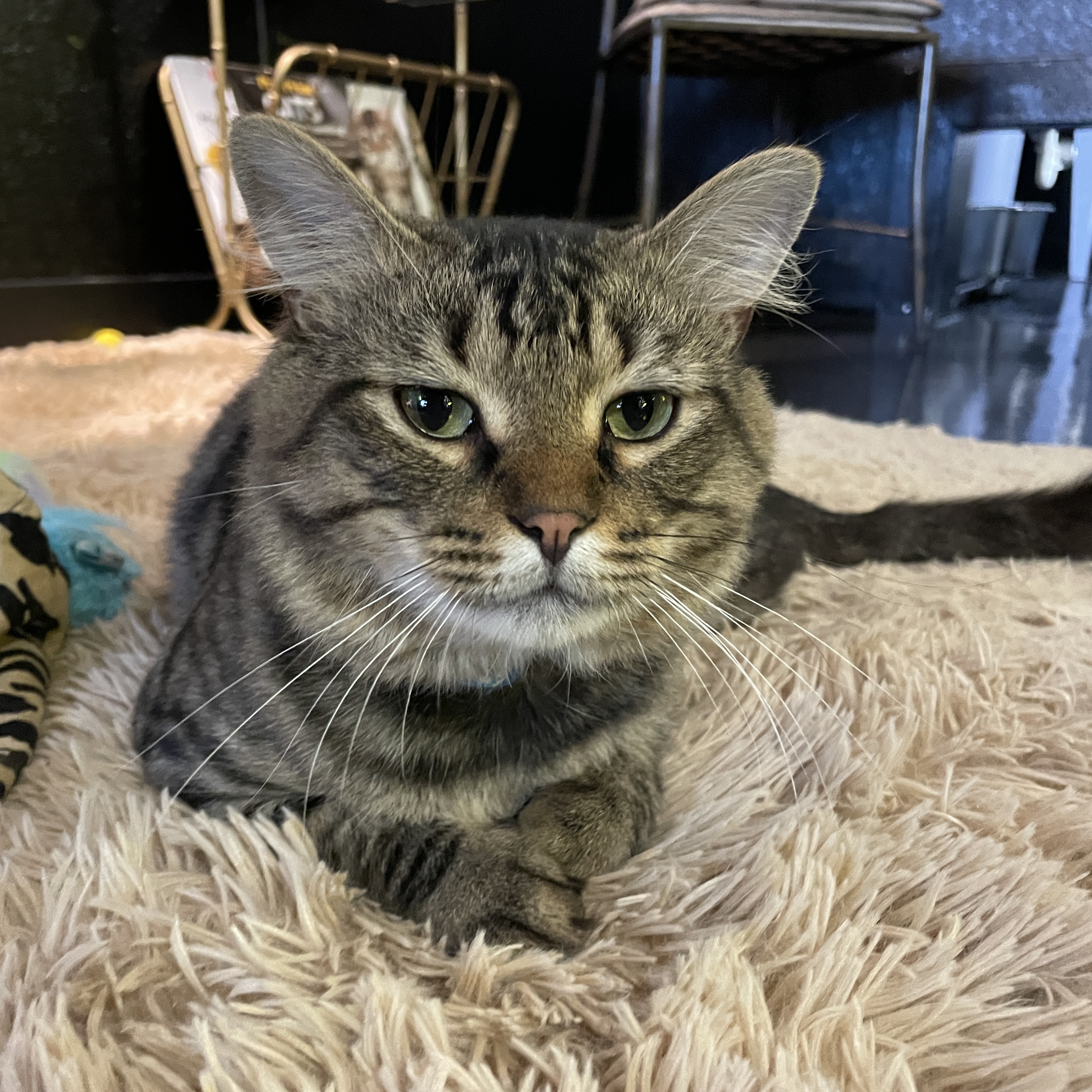One of the many cute cats of the café. 