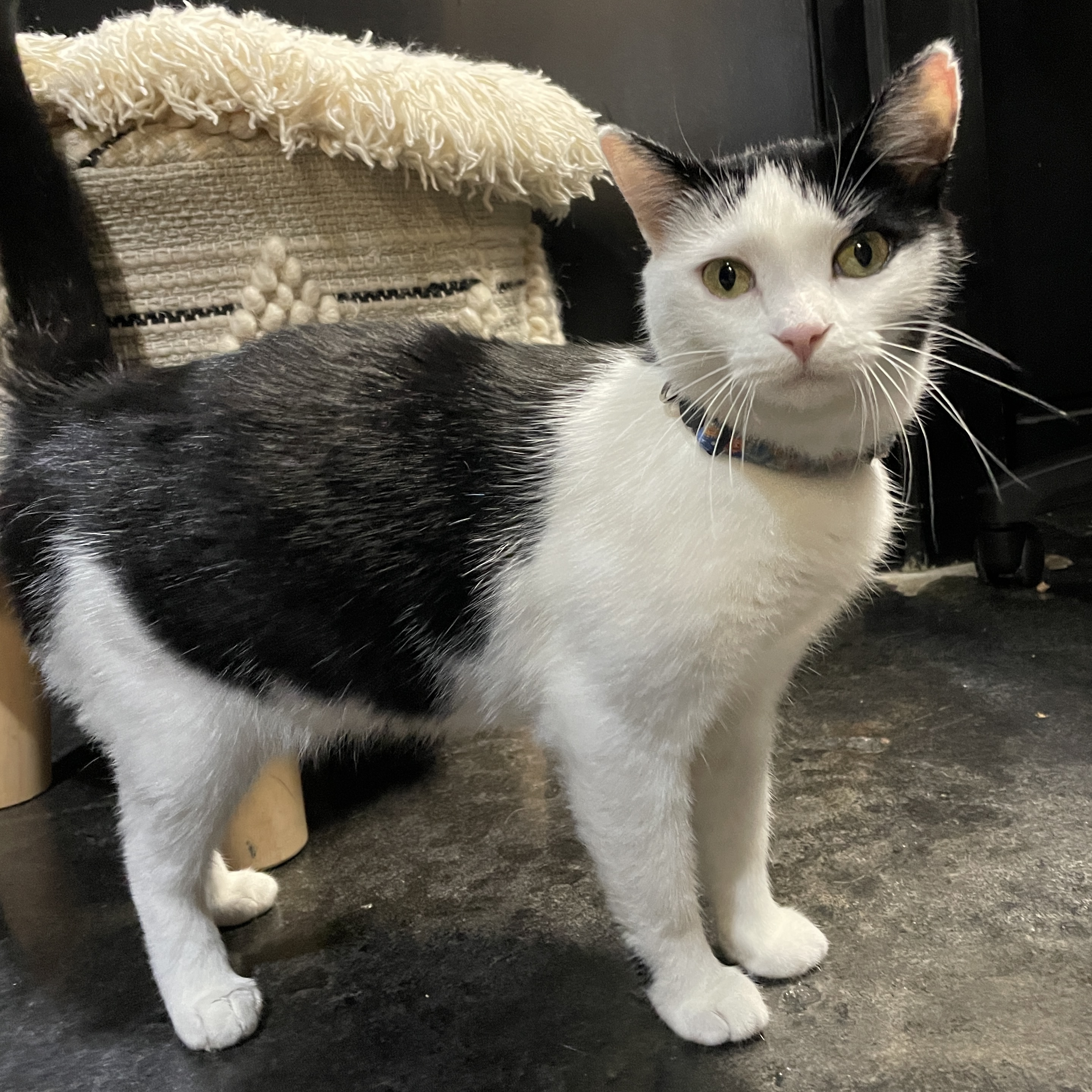 One of the many cute cats of the café. 