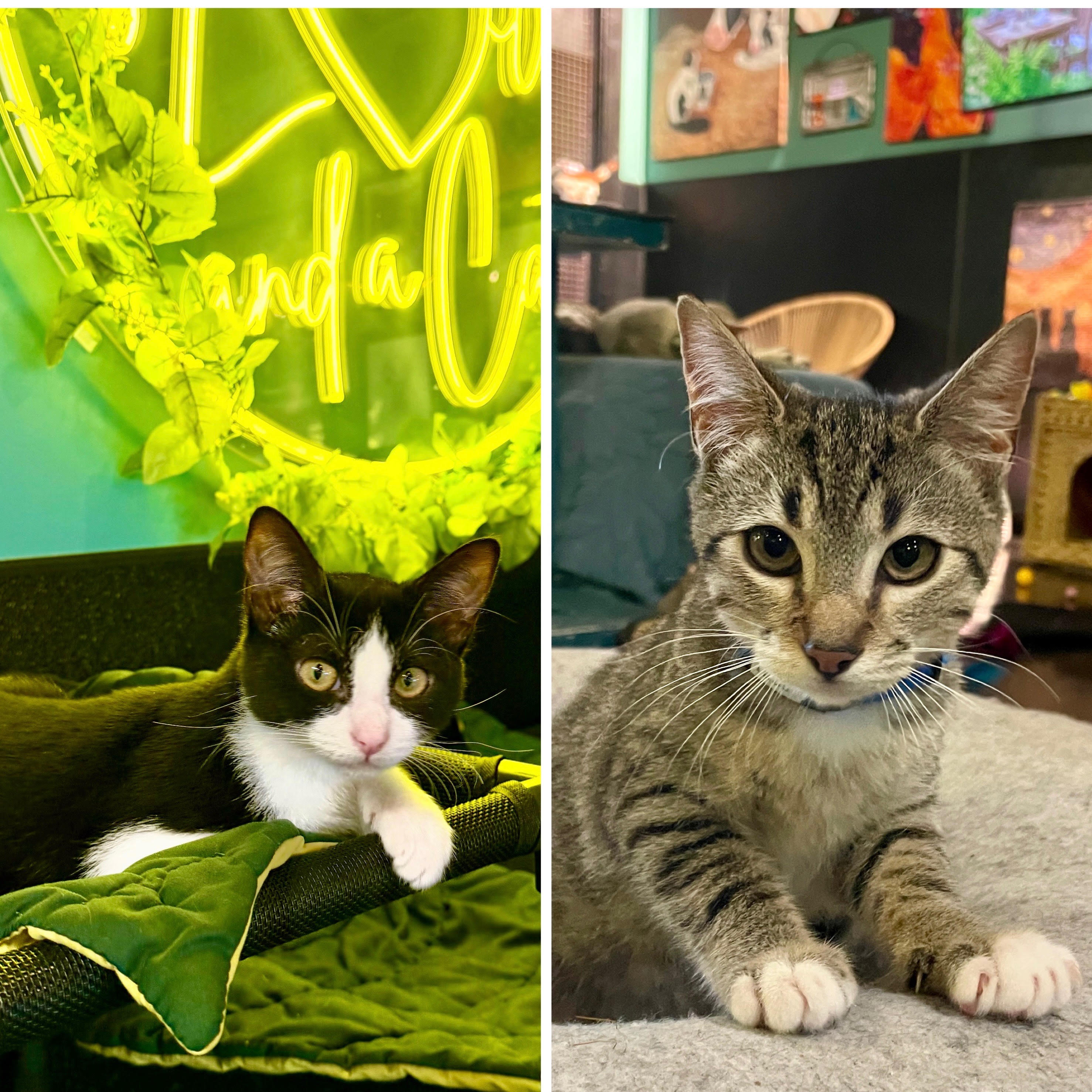 One of the many cute cats of the café. 