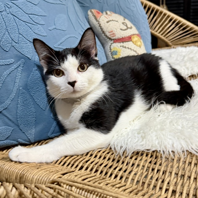 One of the many cute cats of the café. 