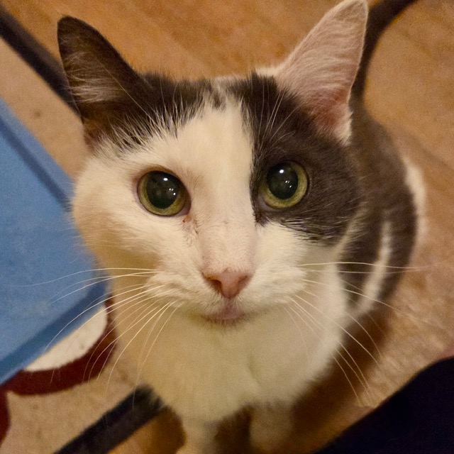 One of the many cute cats of the café. 