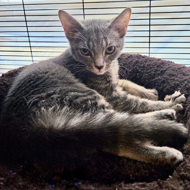 One of the many cute cats of the café. 