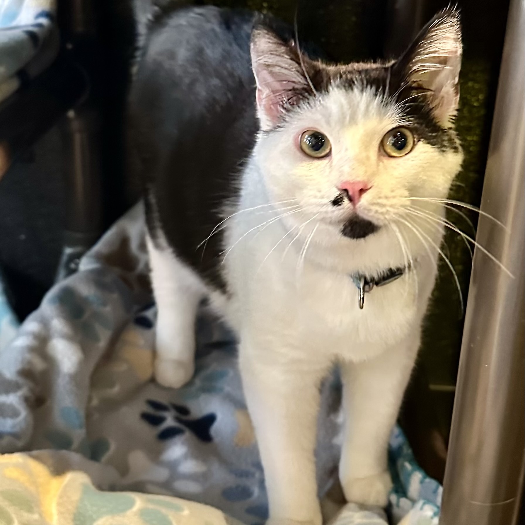 One of the many cute cats of the café. 