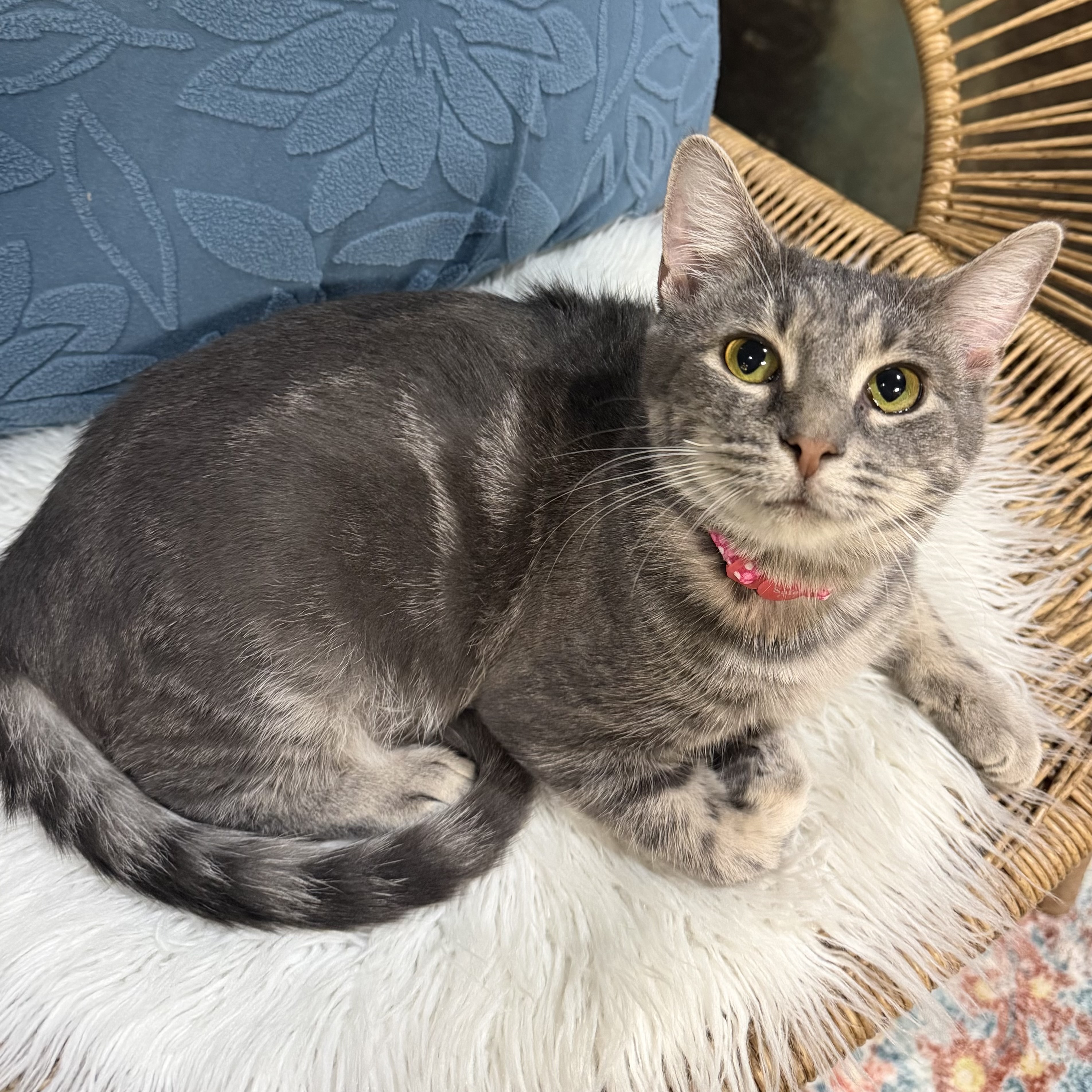 One of the many cute cats of the café. 