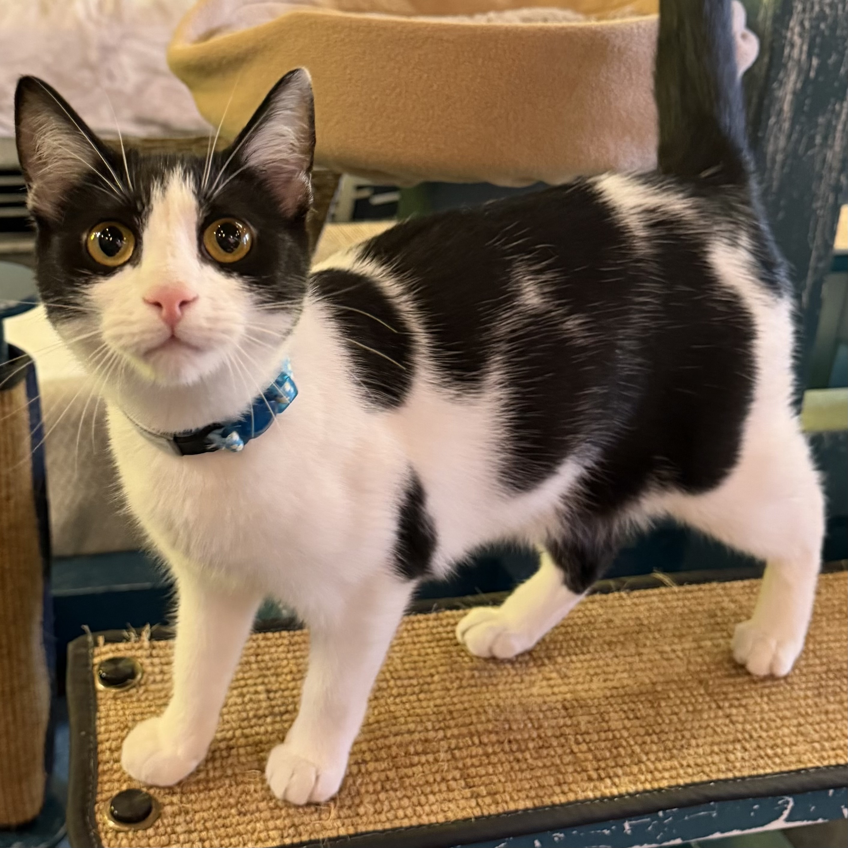 One of the many cute cats of the café. 