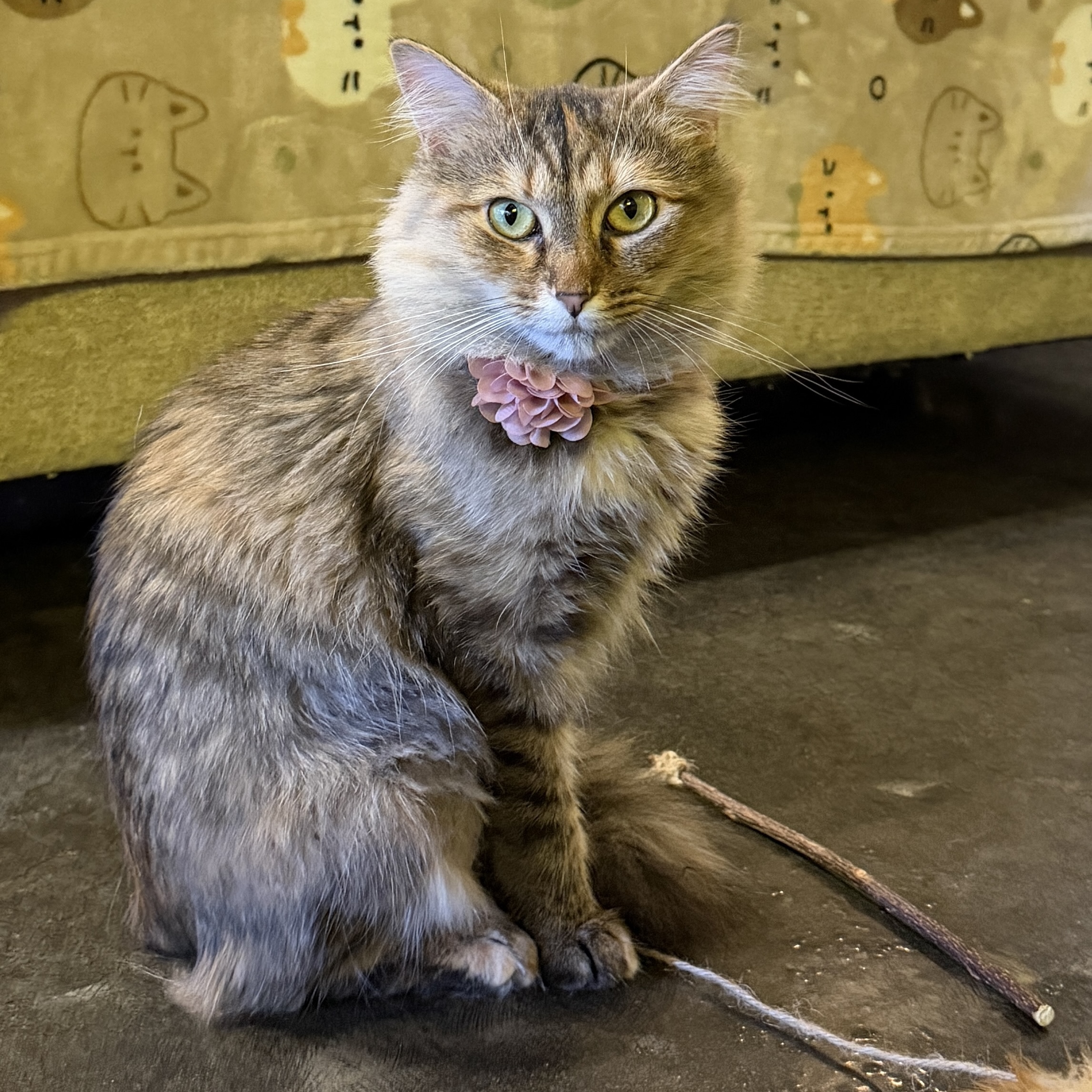One of the many cute cats of the café. 