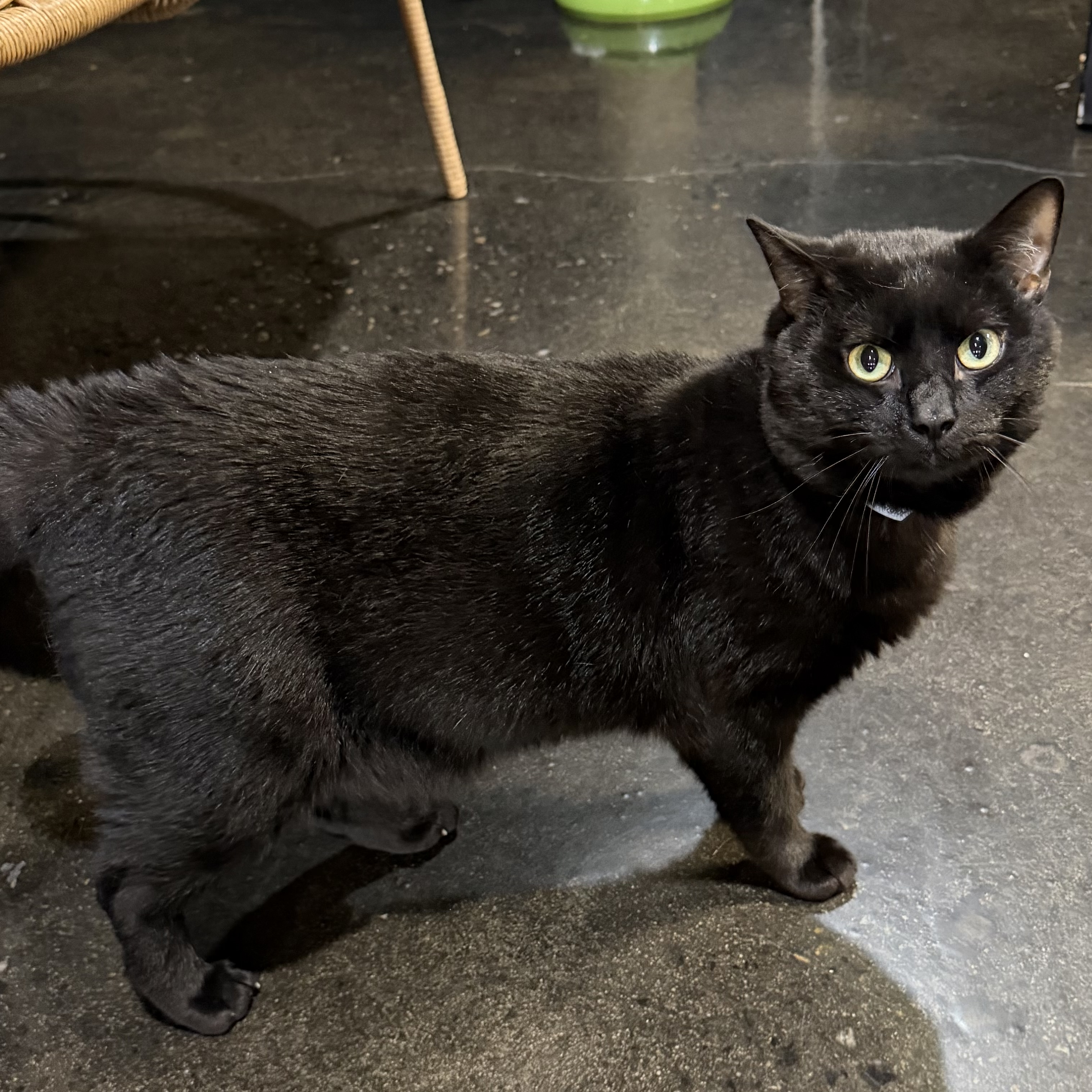 One of the many cute cats of the café. 