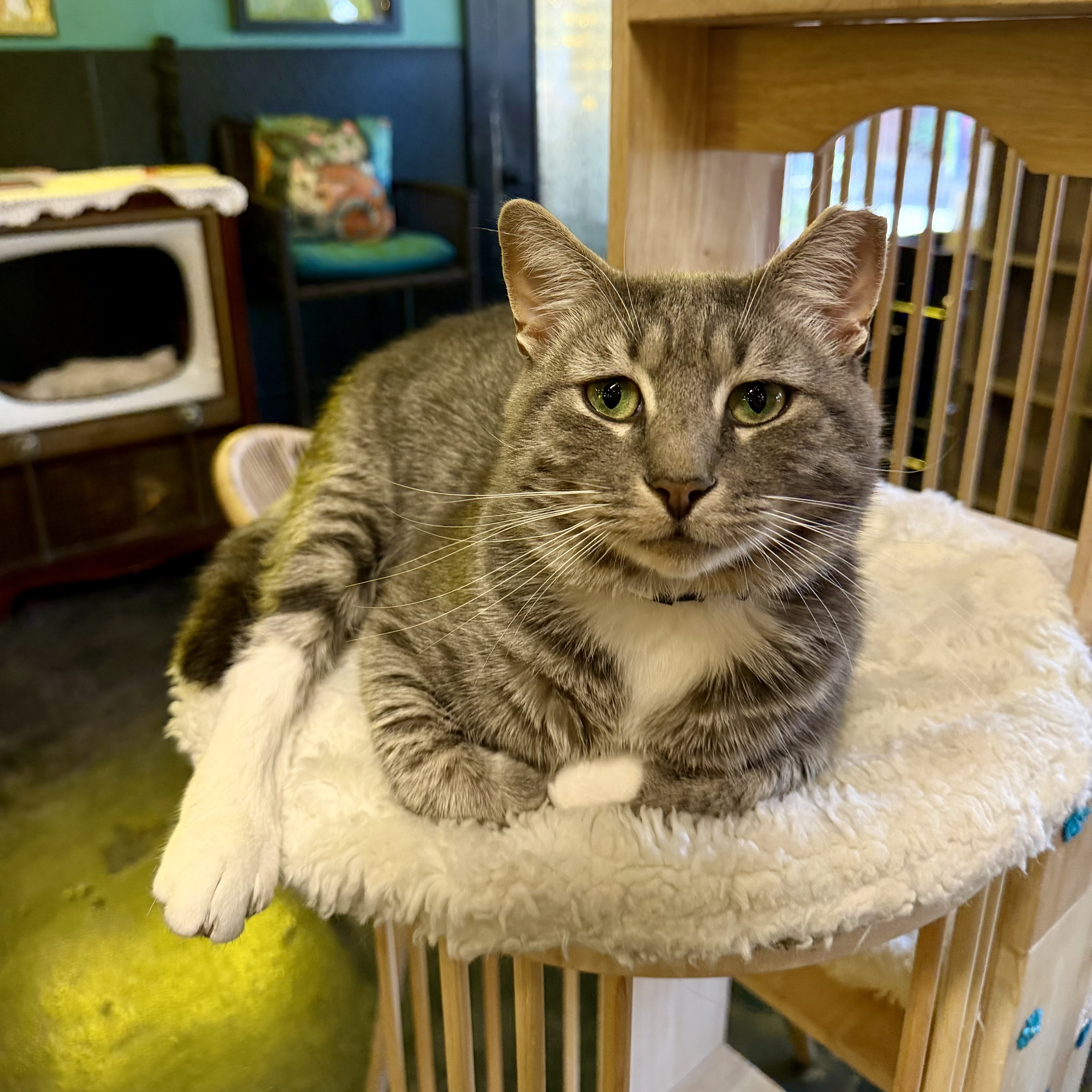 One of the many cute cats of the café. 