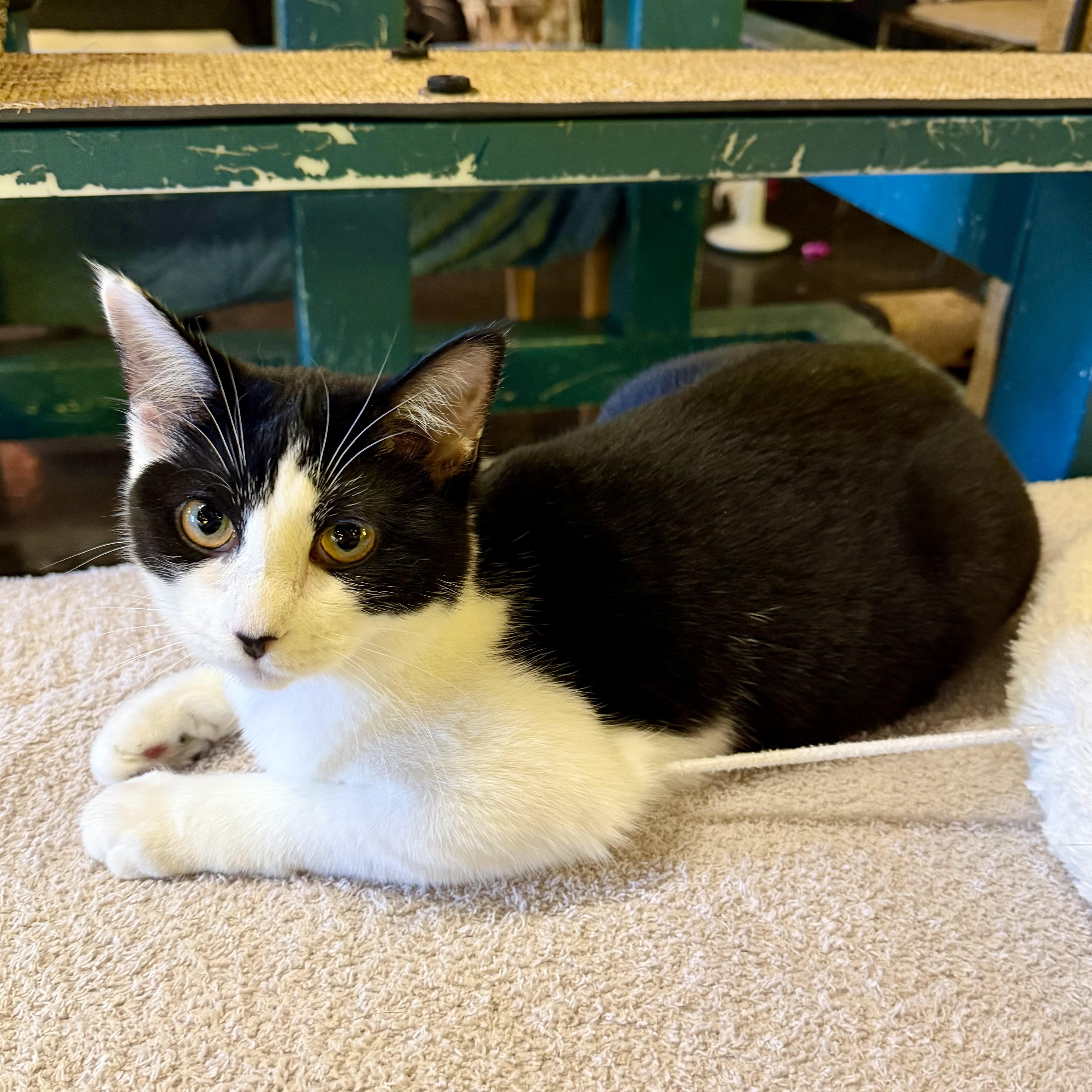 One of the many cute cats of the café. 
