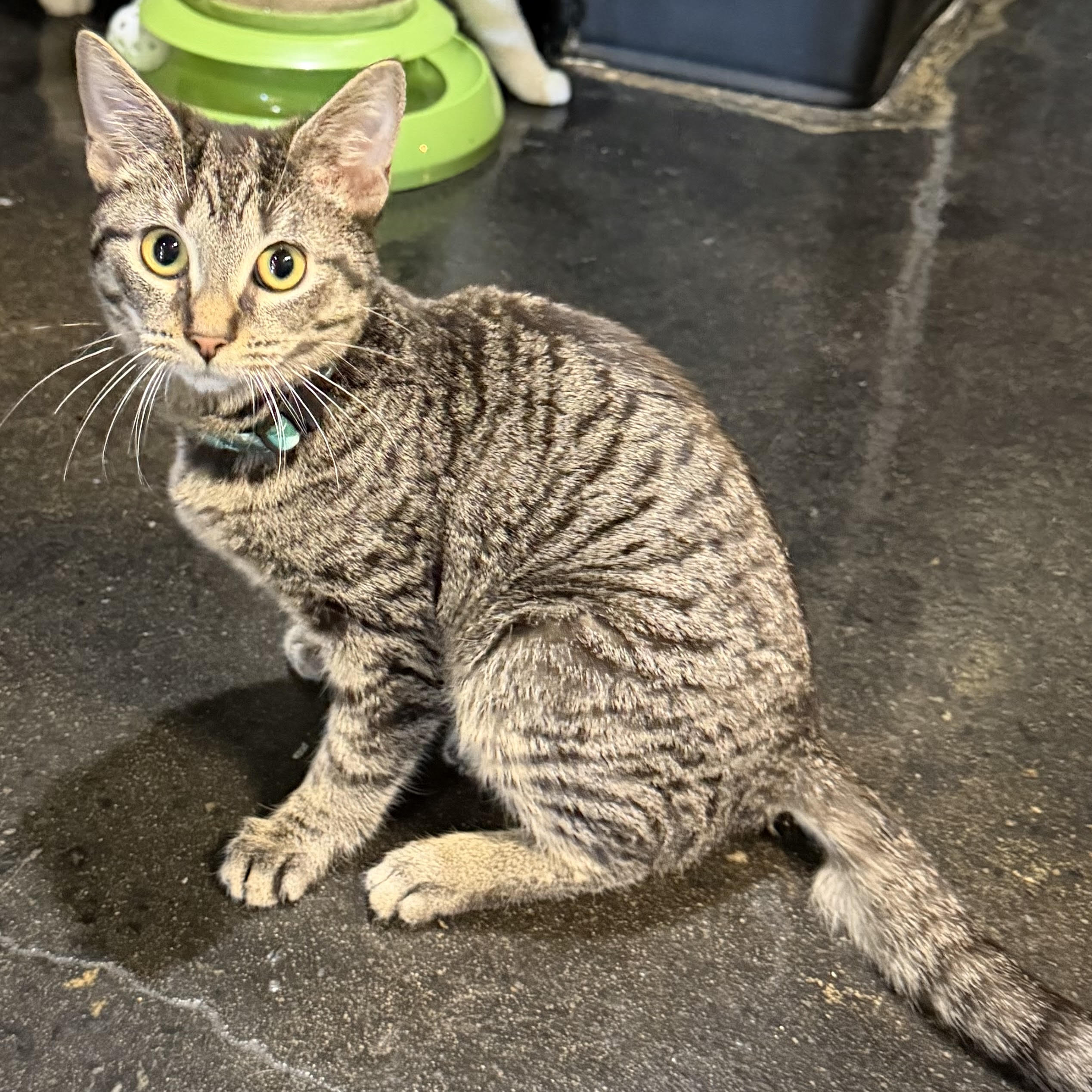 One of the many cute cats of the café. 