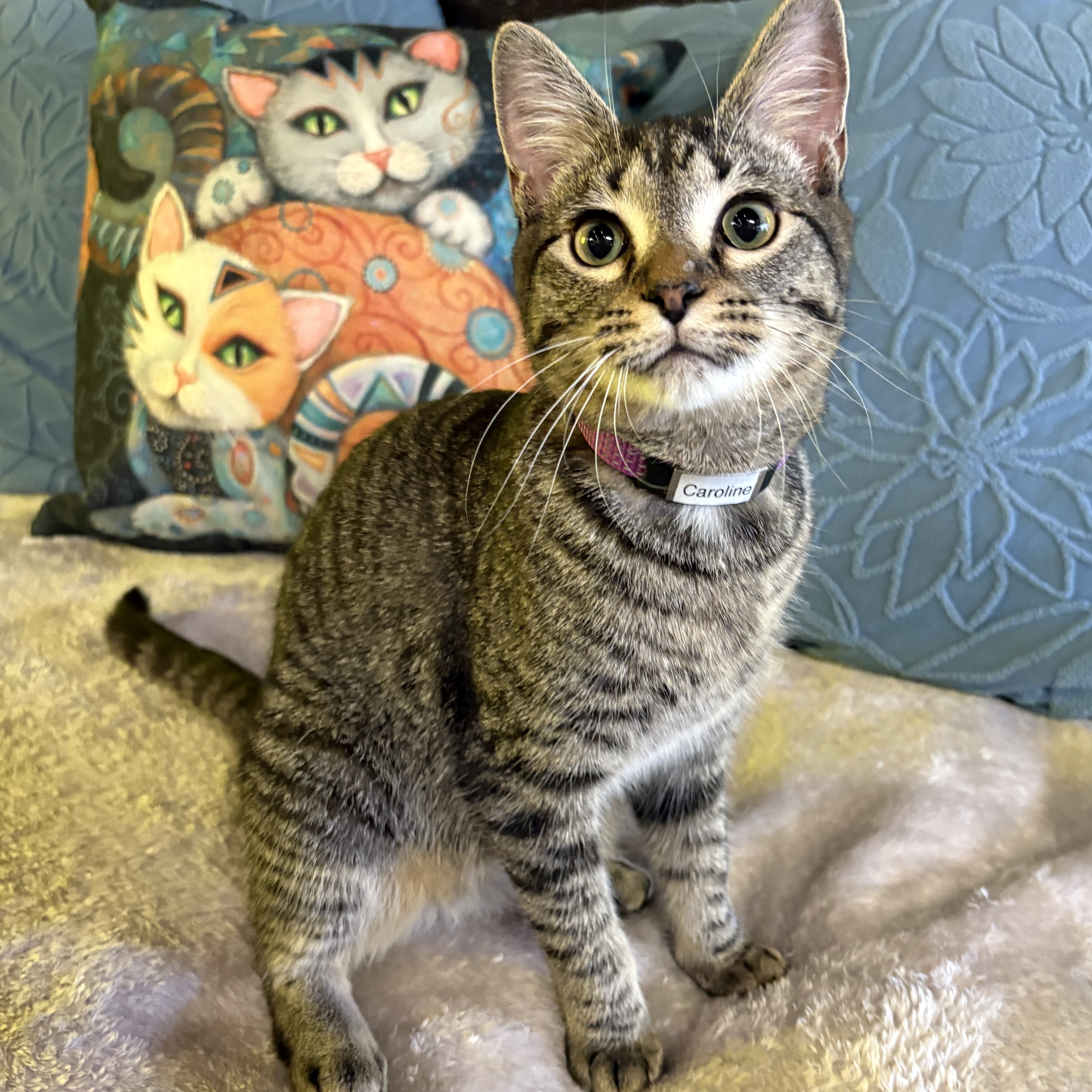 One of the many cute cats of the café. 