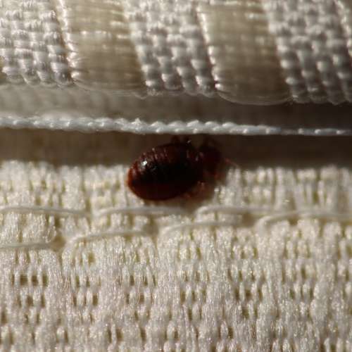 Bedwants (Cimex lectularius) in close-up gefotografeerd op stof