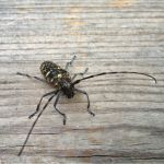 Huisboktor (Hylotrupes bajulus) thumbnail voor Kennisbank-overzicht