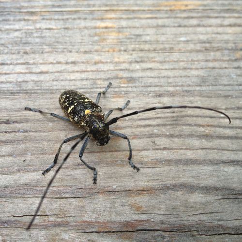 Huisboktor (Hylotrupes bajulus) in close-up als illustratie bij BvD-kennisbankartikel