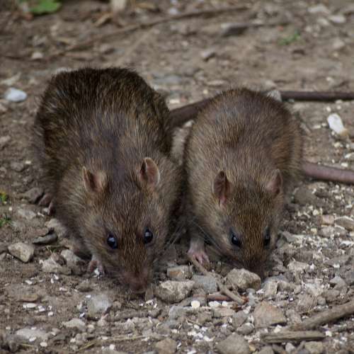 Bruine rat (Rattus norvegicus) in close-up als illustratie bij BvD-kennisbankartikel