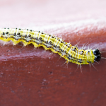 Buxusmotrups (Cydalima perspectalis) thumbnail voor Kennisbank-overzicht