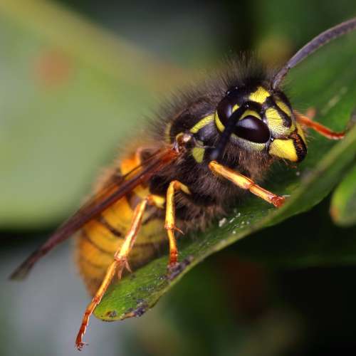Gewone wesp (Vespula vulgaris) in close-up als illustratie bij BvD-kennisbankartikel