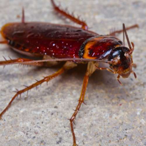 Duitse kakkerlak (Blattella germanica) in close-up als illustratie bij BvD-kennisbankartikel