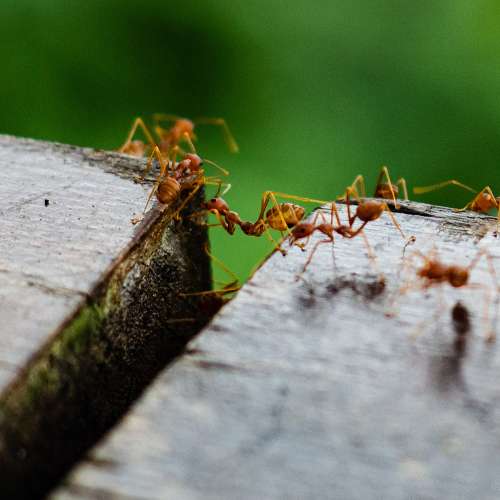 Gewone steekmier (Myrmica rubra) in close-up als illustratie bij BvD-kennisbankartikel