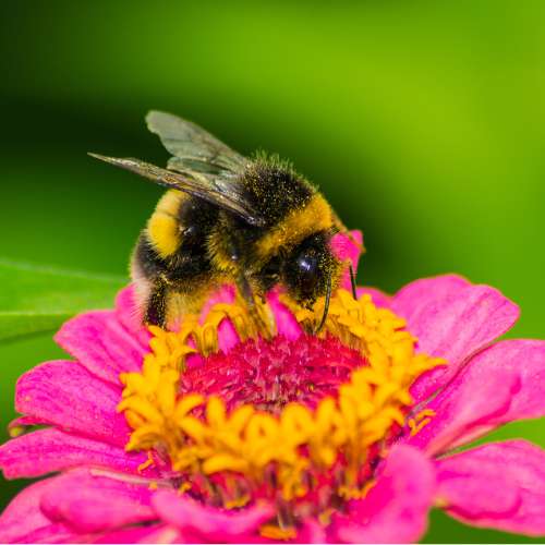 Aardhommel (Bombus terrestris) in close-up als illustratie bij BvD-kennisbankartikel