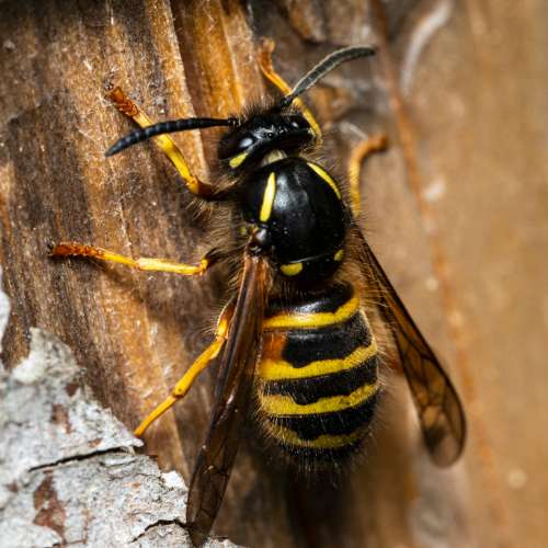 Duitse wesp (Vespula germanica) in close-up als illustratie bij BvD-kennisbankartikel