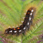 Bastaard-satijnrups (Euproctis chrysorrhoea) thumbnail voor Kennisbank-overzicht