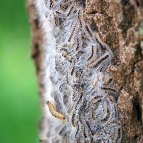 Eikenprocessierups (Thaumetopoea processionea) in close-up als illustratie bij BvD-kennisbankartikel