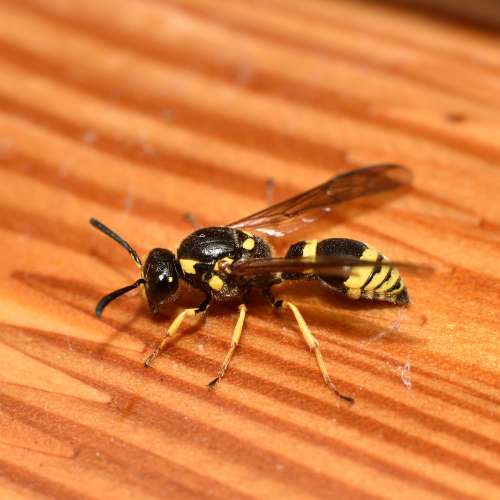 Graafwesp (Sphecidae) in close-up als illustratie bij BvD-kennisbankartikel