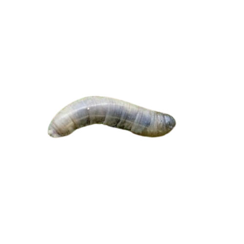 Emelt (larve van langpootmug) (Tipula spp.) in close-up als illustratie bij BvD-kennisbankartikel