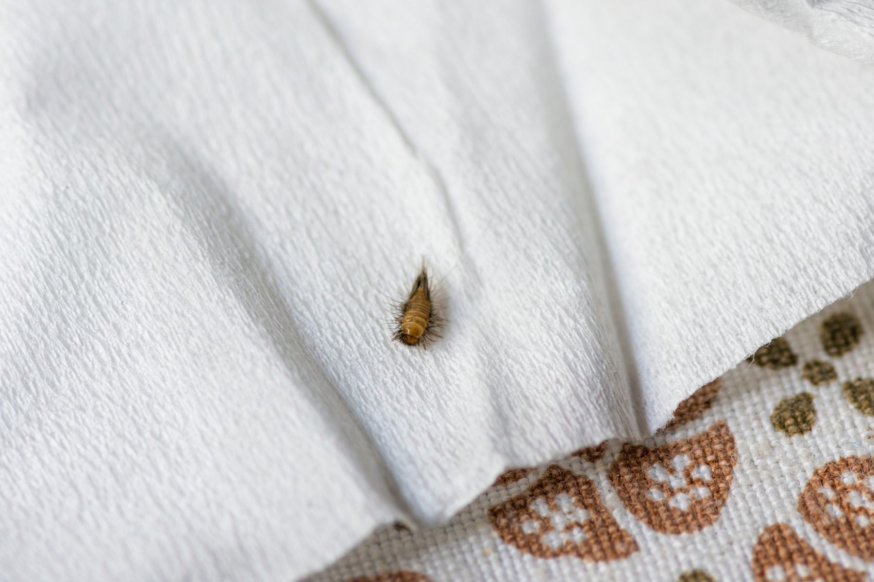 Tapijtkever (Anthrenus verbasci) in close-up als illustratie bij BvD-kennisbankartikel