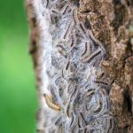 Eikenprocessierups (Thaumetopoea processionea) thumbnail voor Kennisbank-overzicht