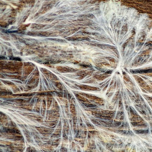 Huiszwam (Serpula lacrymans) in close-up als illustratie bij BvD-kennisbankartikel