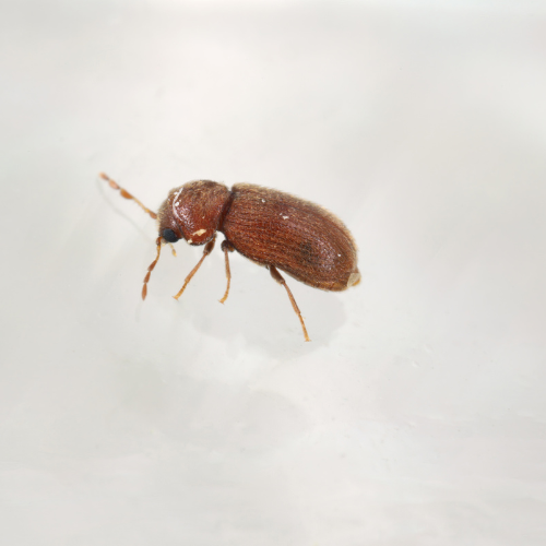Broodkever (Stegobium paniceum) in close-up als illustratie bij BvD-kennisbankartikel